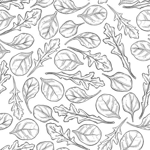 Vector image leaves of rucola and spinach on white