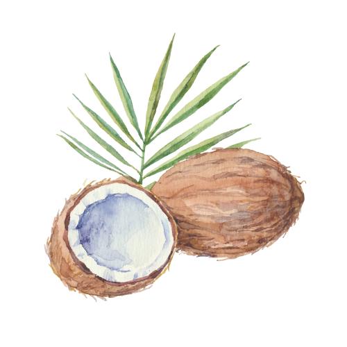 Fruit. Vector coconut whole half and leaf on white