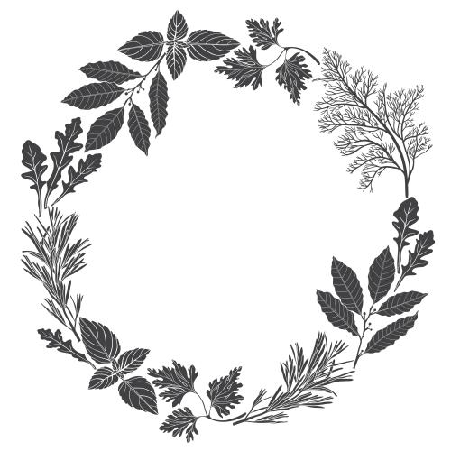 Basil. Vector monochrome round frame of culinary herbs on white