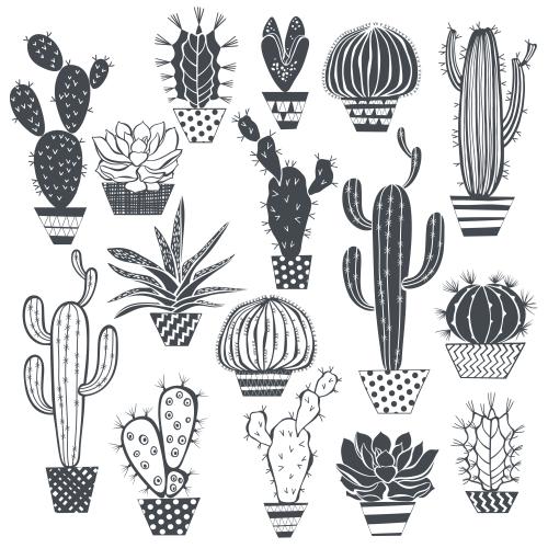Cactus. Vector monochrome cacti and succulents in pots on white