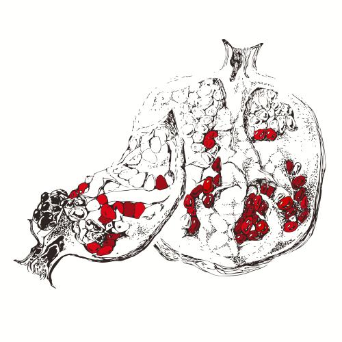 Pomegranate. Vector pomegranate with red seeds on white sketch