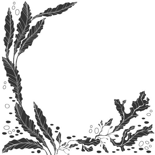 Vector image sea algae text area on white