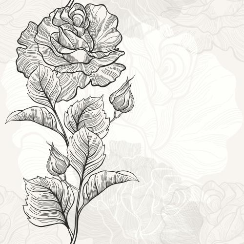 Rose. Vector roses contours and silhouettes on light
