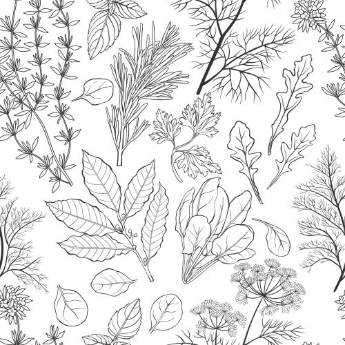 Vector image thyme, laurel, rosemary, dill, parsley, basil, arugula, spinach on white