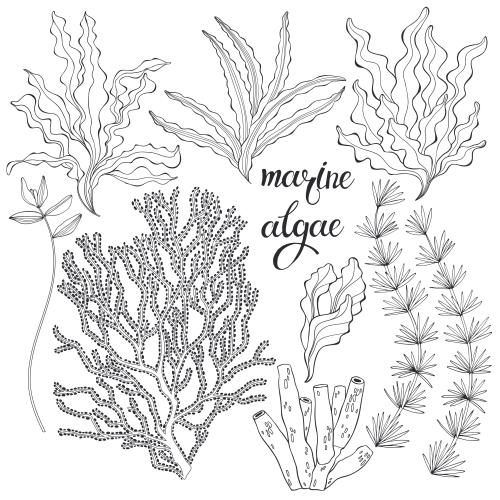 Vector image underwater plants various types on white