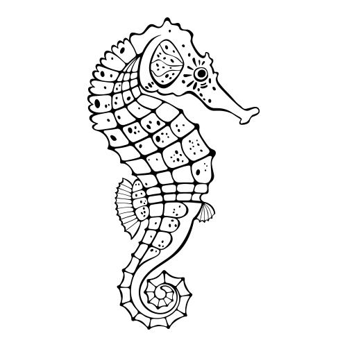 Illustration sea horse, black outline on white