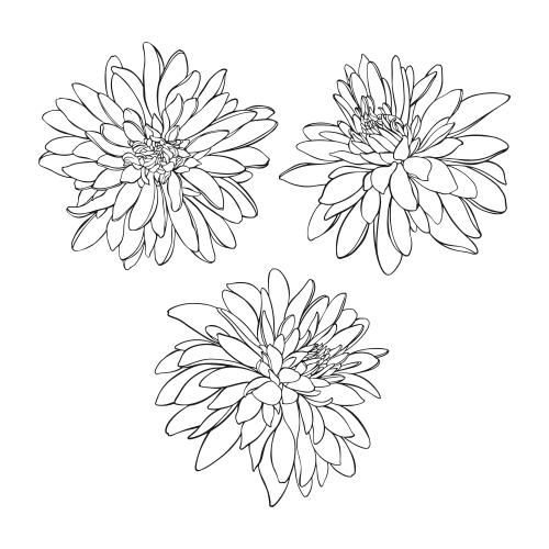 Rudbeckia. Vector rudbeckia three variants on white