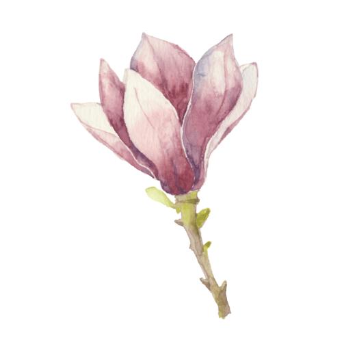 Magnolia. Vector pink magnolia flower on white
