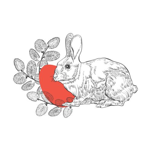 Illustration willow branch