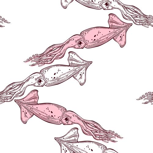 Squid. Vector squid on white