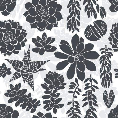 Succulent. Vector succulents black and grey silhouettes on white