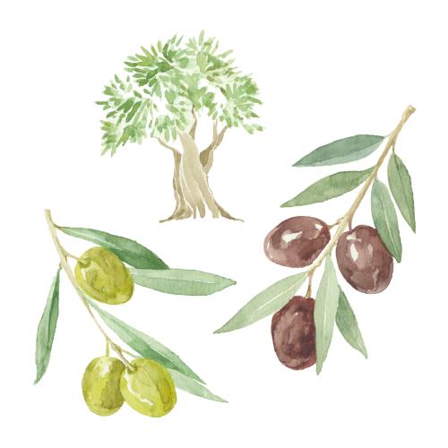 Olivaceous. Vector olive tree, two branches with fruits on white