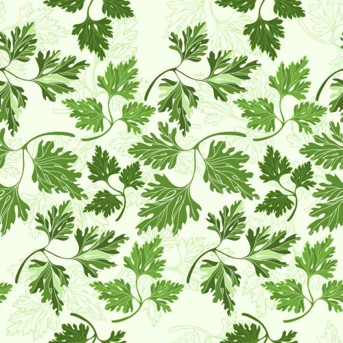 Parsley. Vector parsley branches, contours and silhouettes on light green