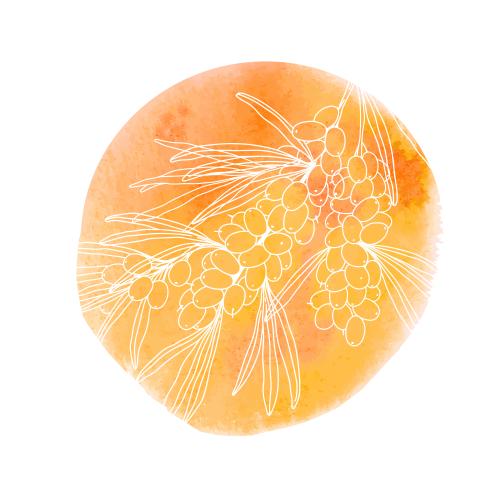 Sea buckthorn. Vector sea buckthorn branch with berries on a round orange watercolor fragment