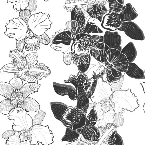 Orchid. Vector orchids contours and silhouettes on white