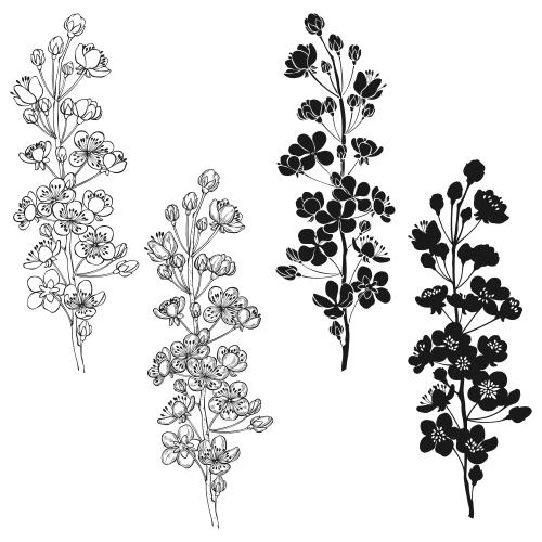 Apricot. Vector blooming apricot branches on white, four options