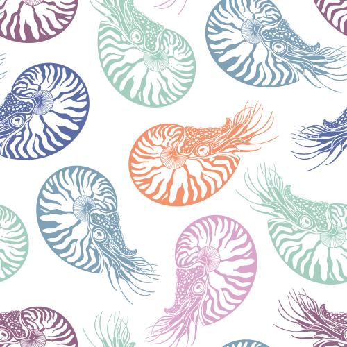 Nautilus. Vector multicolored silhouettes on white nautiluses