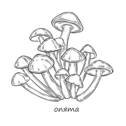 Black-white. Vector boletes, mushrooms on white