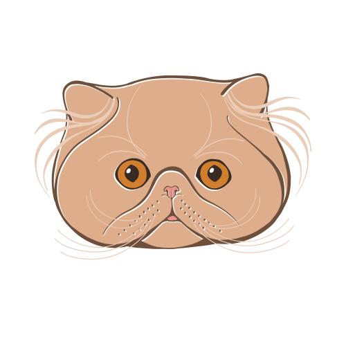 Persian cat. Vector persian cat, colorful cute face on white
