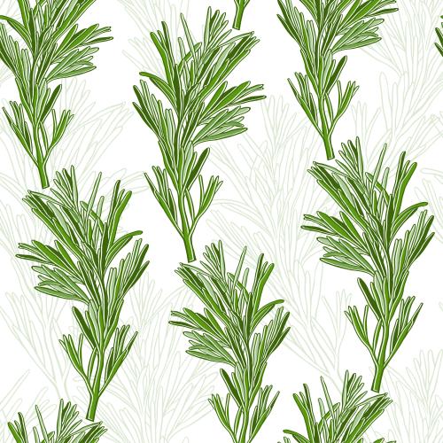 Rosemary. Vector rosemary contours and silhouettes on white