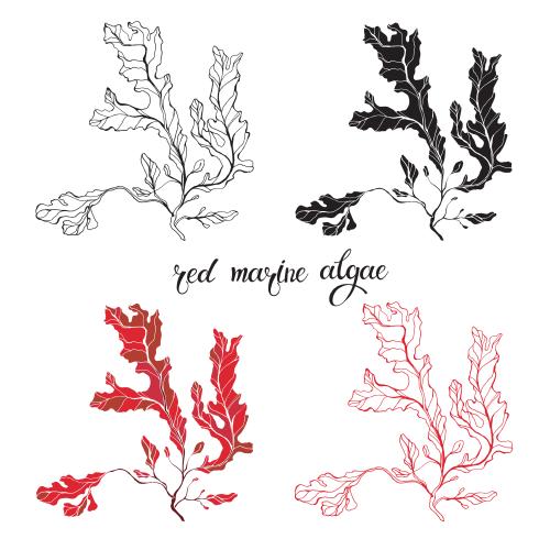 Illustration red marine algae, four variants on white