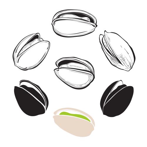 Nut. Vector pistachios, various options on white