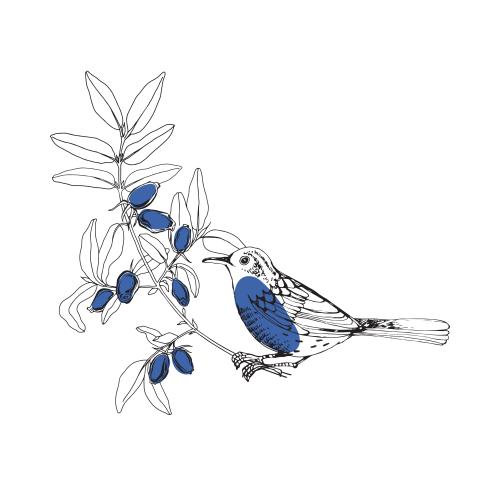 Vector image bird on honeysuckle branch