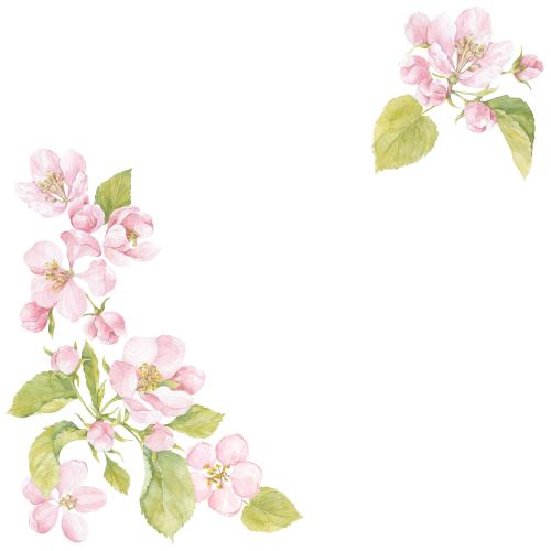 Illustration watercolor flowers and leaves of the apple tree, space for text on white, corner composition