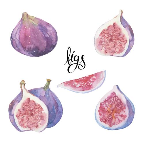 Fig. Vector watercolor fig, options on white
