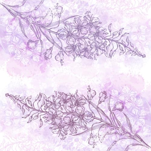 Fireweed. Vector mallow, ivan-tea, contours and silhouettes on pink watercolor