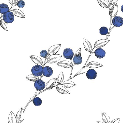 Bilberry. Vector blueberry branches with berries on white diagonal composition