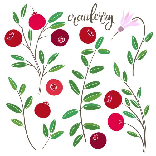 Cranberry. Vector cranberry various elements on white