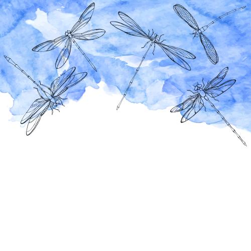 Dragonfly. Vector dragonflies on blue watercolor space for text on white