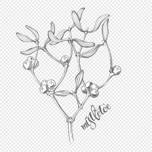 Vector image mistletoe branch