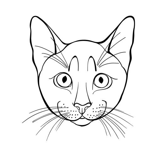 Vector image cat face on white