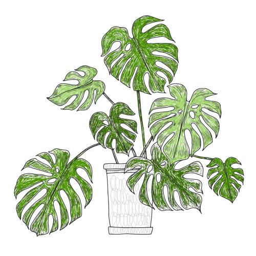 Monstera. Vector monstera in a pot on white