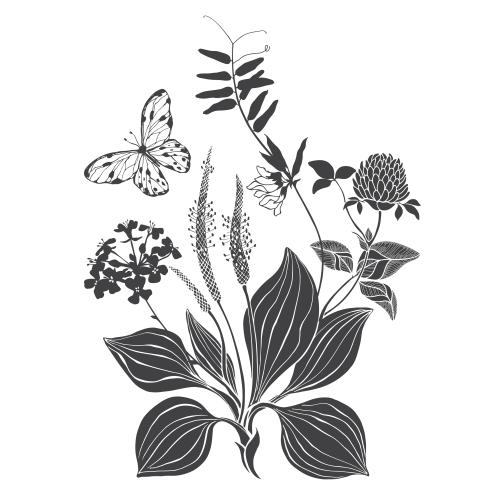 Rape. Vector plantain clover field flowers butterfly composition on white