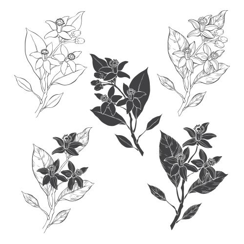 Neroli. Vector neroli flowers, five options on white