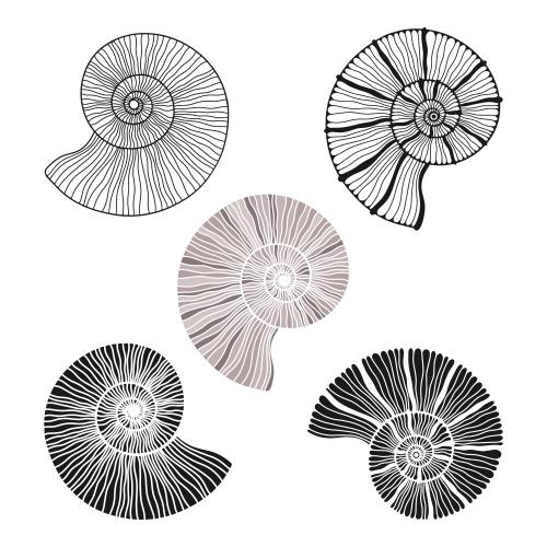 Illustration nautiluses, five options on white