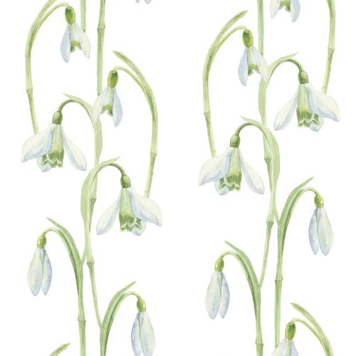 Raster image watercolor snowdrops on white