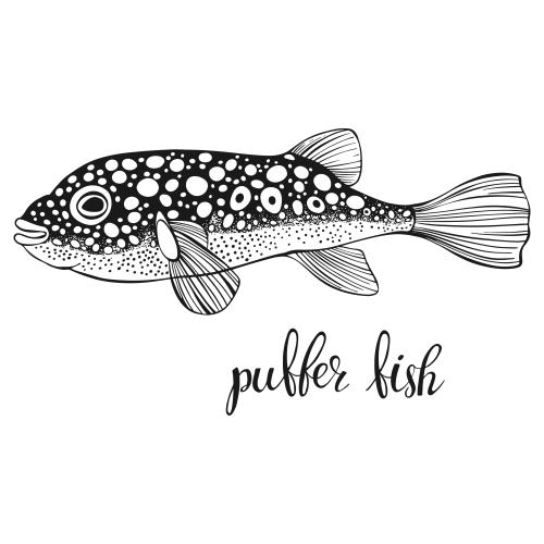 Vector image fish pufferfish on white