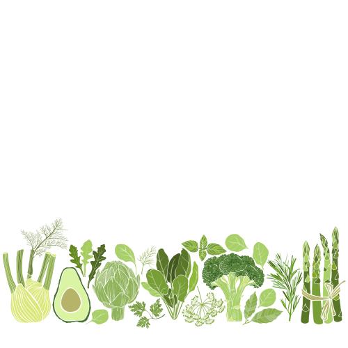 Basil. Vector vegetables, culinary herbs, place for text on white